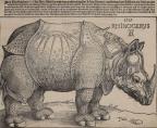 Albrecht Dürer - A Rhinoceros